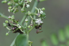 Cissus elongata